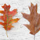 Black Oak Autumn Leaves