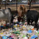 cows forage on plastic bags