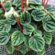 Ripple Plant (peperomia) grows to around 8" high. Peperomia grows native worldwide.
