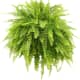 Boston Ferns grow big and bushy, with fronds up to 3 feet long.