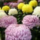 The Chrysanthemum is the only bedroom plant recommended that has been identified by NASA as a good anti-pollution plant for the indoors. The other anti-pollution plants are upward-growing, energetic ones that work better in other parts of the home.