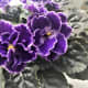 African Violet grows to about 4" high and wide. Native to East Africa.