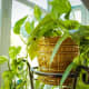 Golden Pothos is one of the best low-light plants. It can grow absurdly long. I've seen houses where the plant is wound around the ceiling.