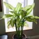 Dieffenbachia, native to the American tropics. Grows 3–10 feet tall.
