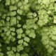 Maidenhair Fern&mdash;Most common variety. Fronds grow to 18&quot; in length. Native to cool, moist, shaded cliffsides from South Africa to New Zealand.