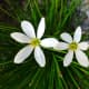 Rain lilies in bloom