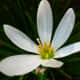 This rain lily blooms in late summer and into the fall of the year. Each thick chive-like stalk bears a flower. They do not open all at the same time, thus extending the blooming season.