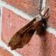 Moth wings folded