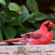 Cardinal in our birdbath