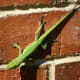 garden-photography-in-the-fall-season-in-my-houston-backyard