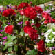 garden-photography-in-the-fall-season-in-my-houston-backyard