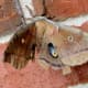 Look at those markings that appear as eyes!