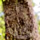 A beautiful spiderweb