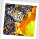 A monarch butterfly came for a visit.