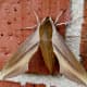A much smaller moth seen one day