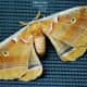 The gigantic moth that was on our garage screened window.