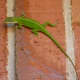 garden-photography-in-the-fall-season-in-my-houston-backyard
