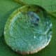 Close-up photo of a water droplet on a leaf