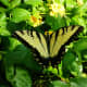 Butterfly on the flowering Lantana