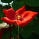 Climbing Rose