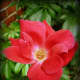 Knock Out Rose