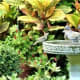 Birdbath merriment