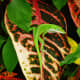 garden-photography-in-the-fall-season-in-my-houston-backyard
