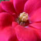 Close-up of a rose in my garden.
