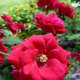 Prolific-blooming roses