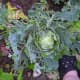 Here you see my best cabbage absolutely ravaged by slugs