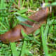 A Big Fat Slug Lurking in My Grass