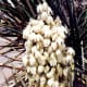 Yucca in bloom 
