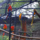 Parrots