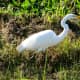 Great egret bird in the wetland garden