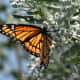 Viceroy Butterfly