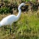 Great egret bird in the wetland garden