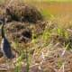 Tricolored Heron in the wetland garden