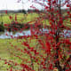 Wetland garden view