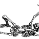 Bone Skeleton