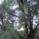 Here we see most of that same "double" tree.