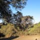 This picture features one of the manzanita shrubs to be seen occasionally among the predominantly oak trees.