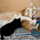 my-mother-rescues-angie-the-cat