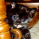 Cute kitten having fun!