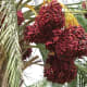date-palm-its-cultivation-and-the-health-benefits-of-dates