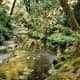 The Redwood Creek in Muir Woods National Monument near San Francisco