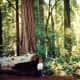 Redwoods National Park