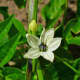 The Cayenne Pepper Flower