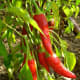 The Cayenne Pepper Fruits (Pods)