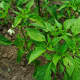 The Capsicum annum Plant