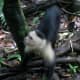 Cute Monkey In Costa Rica Jungle